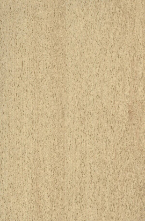 36 SF  Mangfall Beech