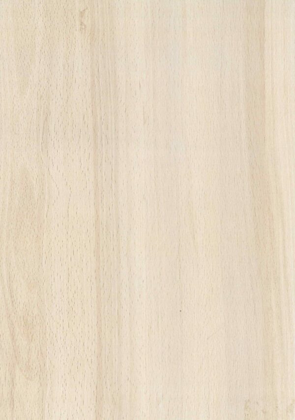 431 DZ Jasmund Beech