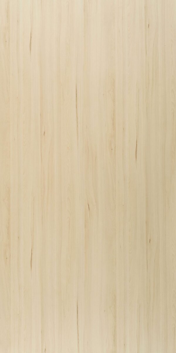 431 DZ Jasmund Beech - Image 2