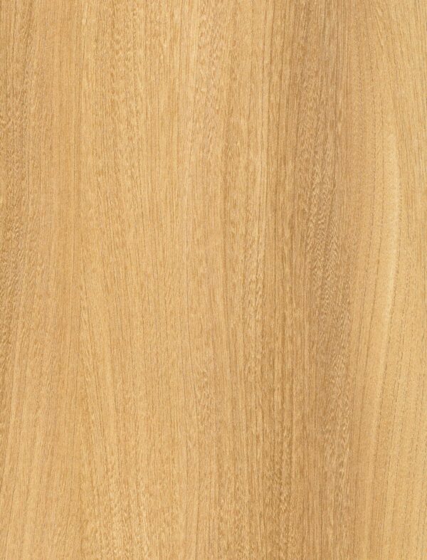 529 SF Elm Baron